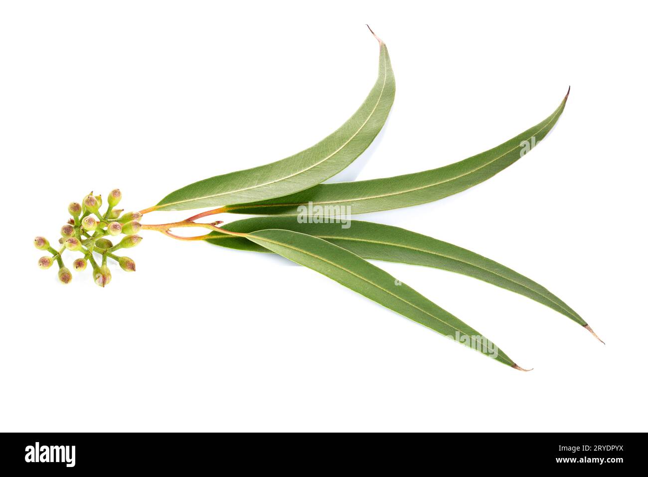 Fresh Eucalyptus leaves isolated on white background Stock Photo