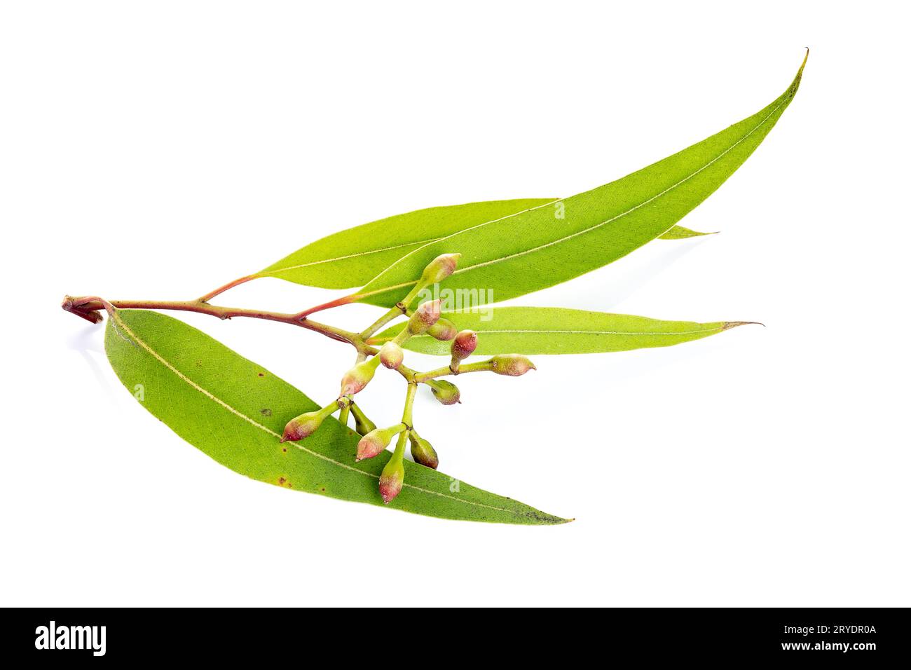 fresh-eucalyptus-leaves-isolated-on-white-background-stock-photo-alamy