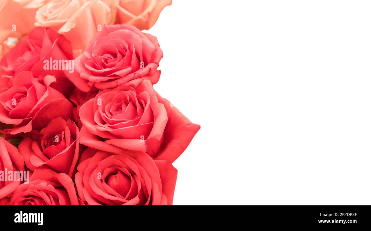 Beautiful roses isolated on white background with copy space Stock ...