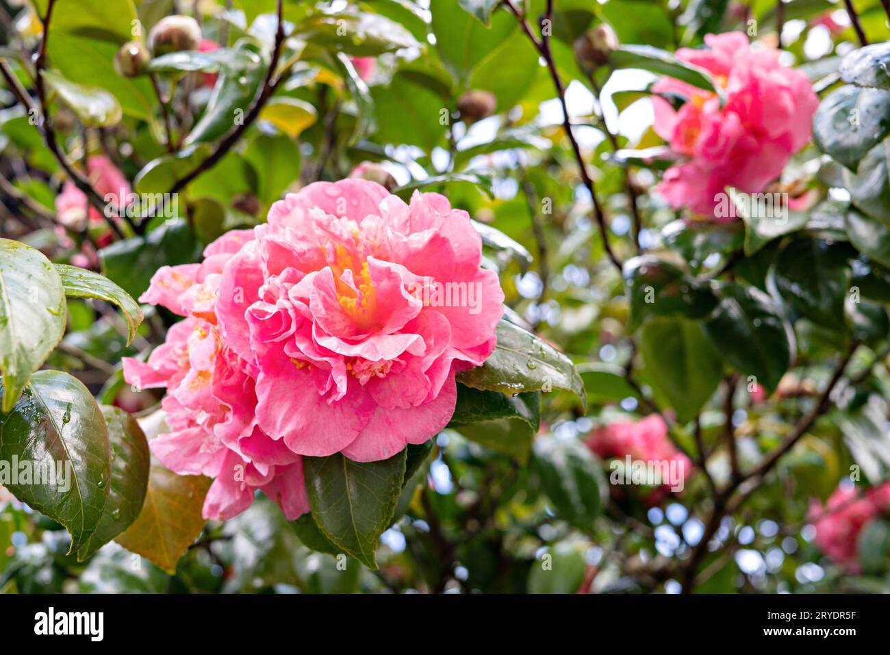 Pink camellia flower on tree with dew drops. WinterÂ´s rose Stock Photo