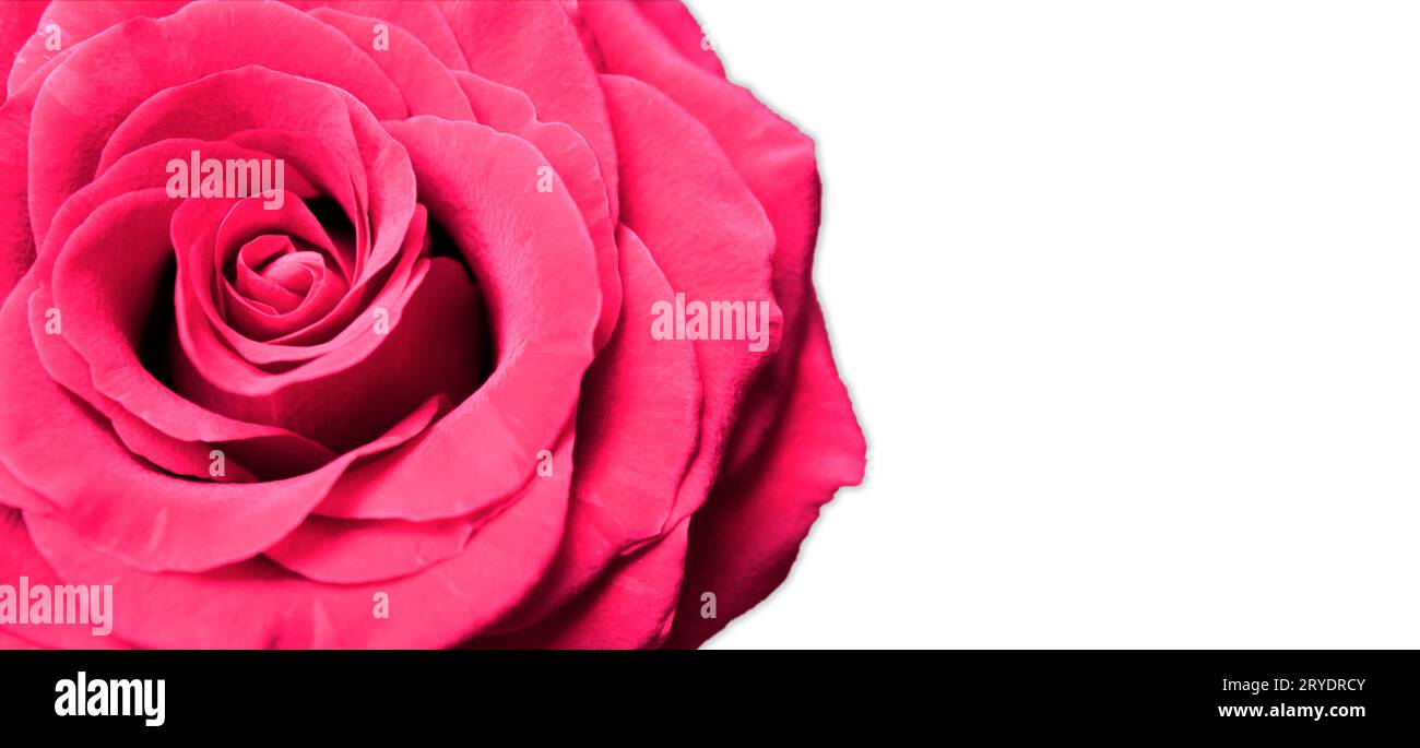 Red Rose isolated on white background with copy space Stock Photo