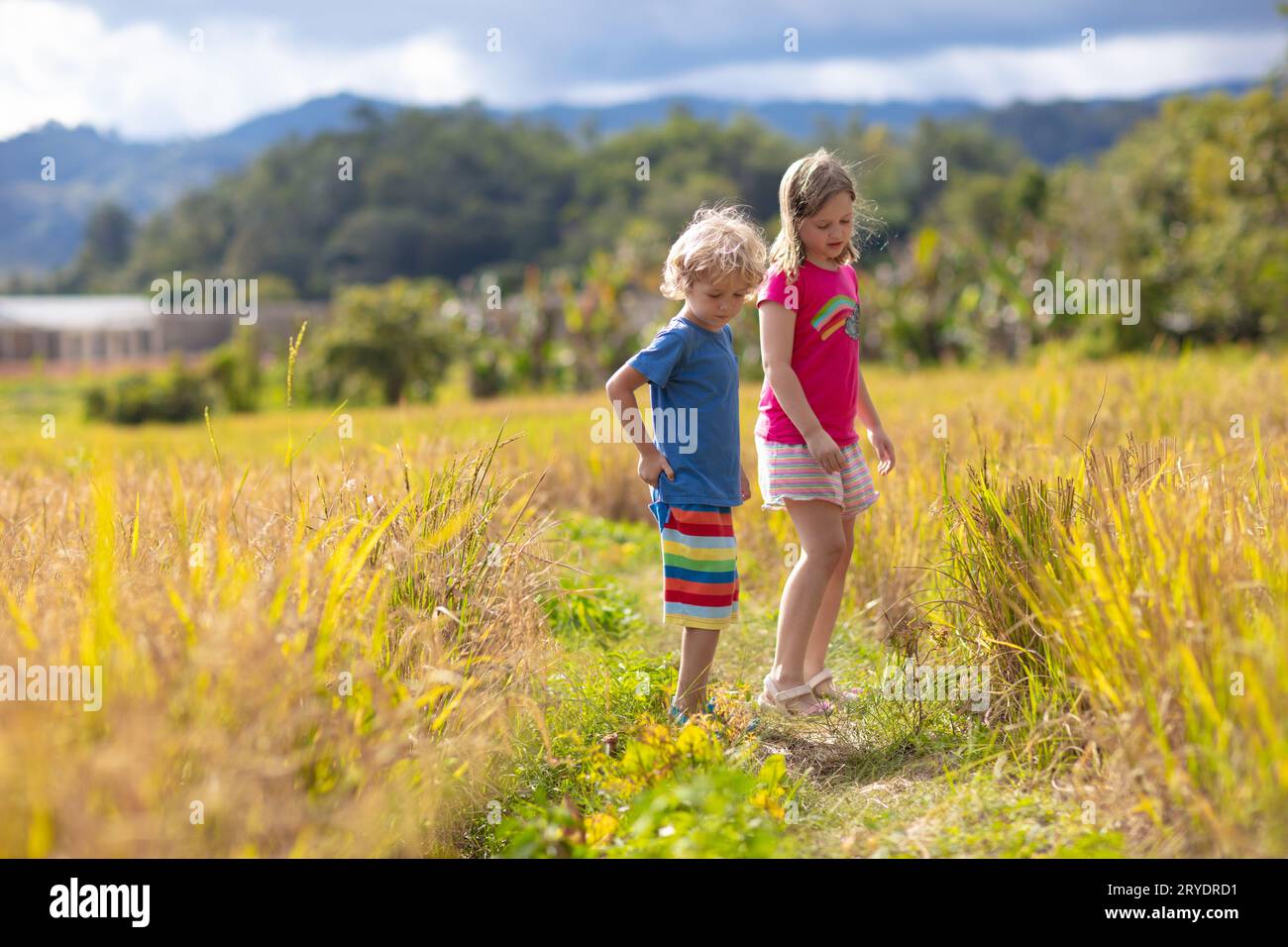 Kids visit rice plantation in Asia. Children playing in paddy field by ...