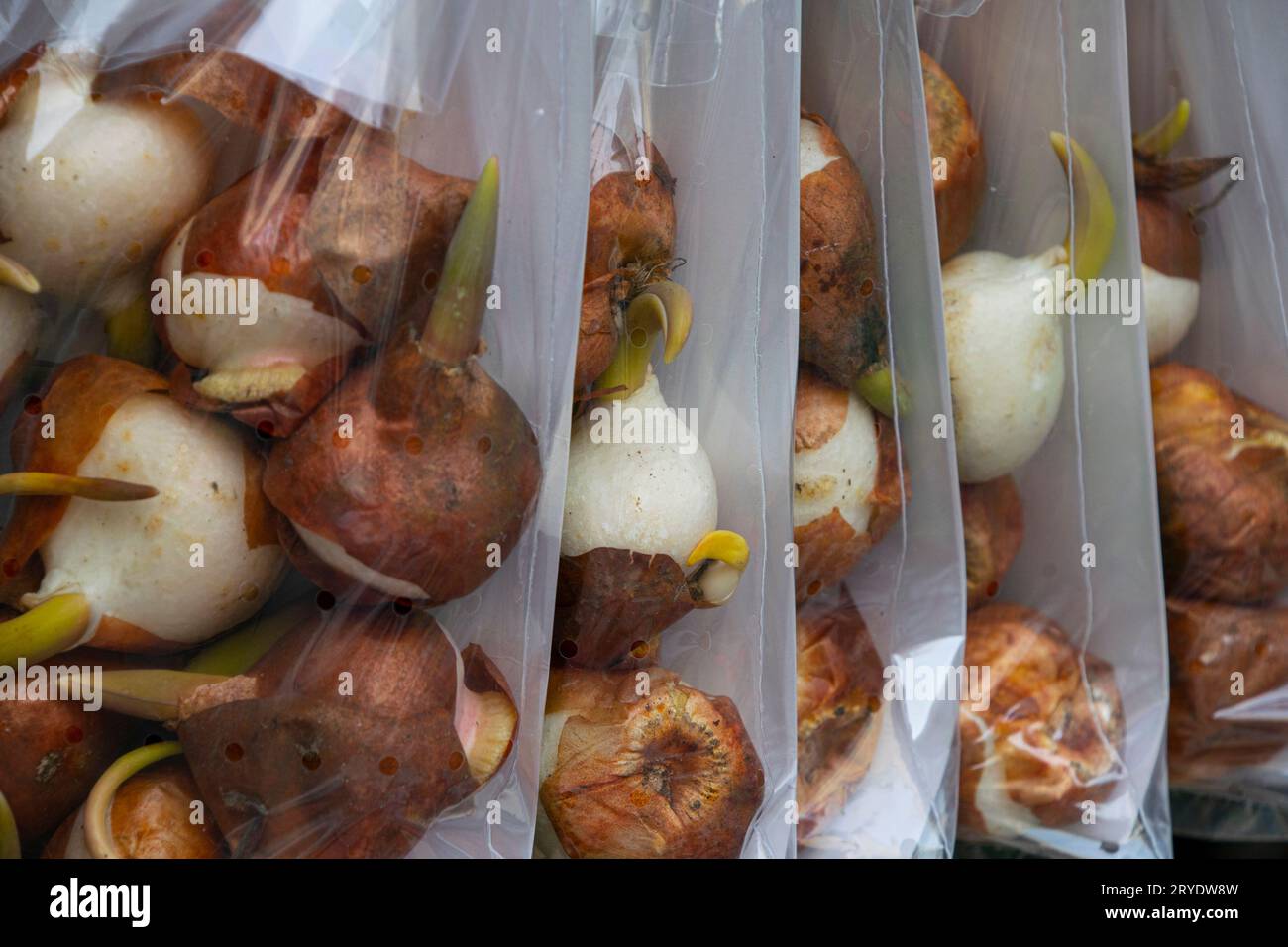 Flower bulbs bag hi-res stock photography and images - Alamy