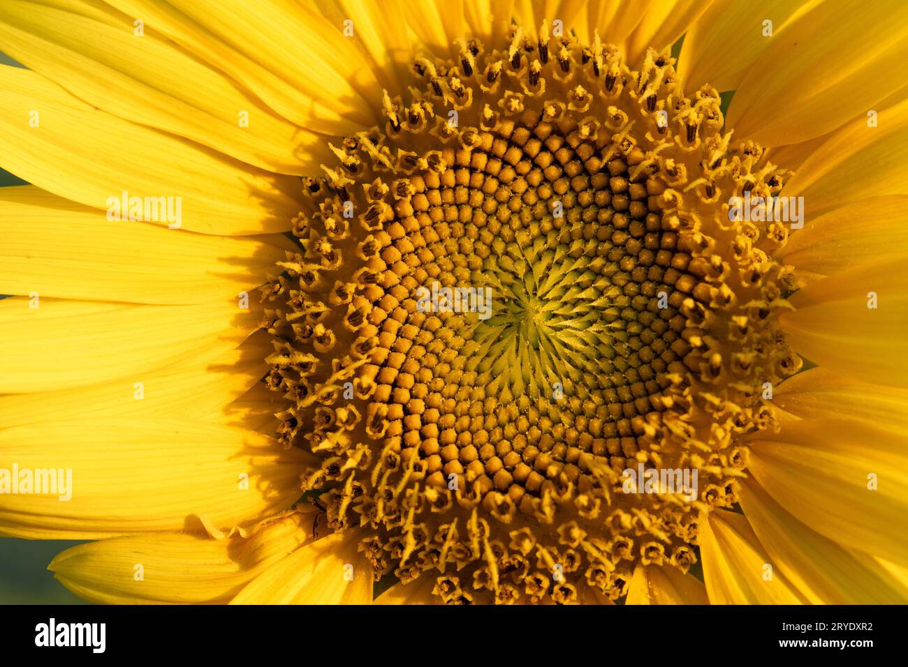 Macro close-up image of the interior of a yellow sunflower in summer; seeds Stock Photo