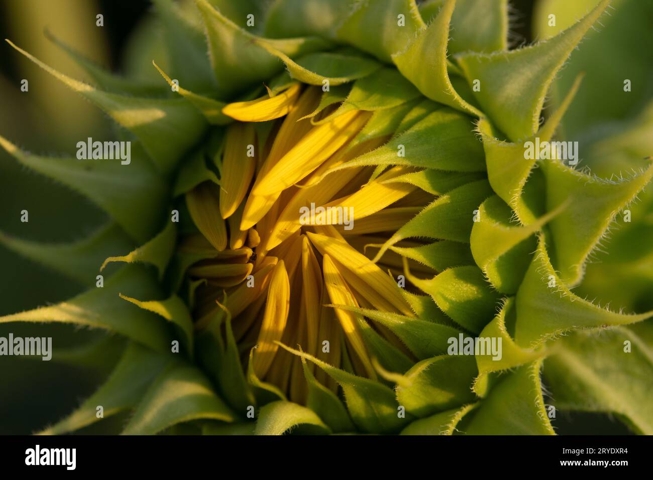Macro close-up image of a sunflower about to bloom with rays of sun hitting the leaves Stock Photo