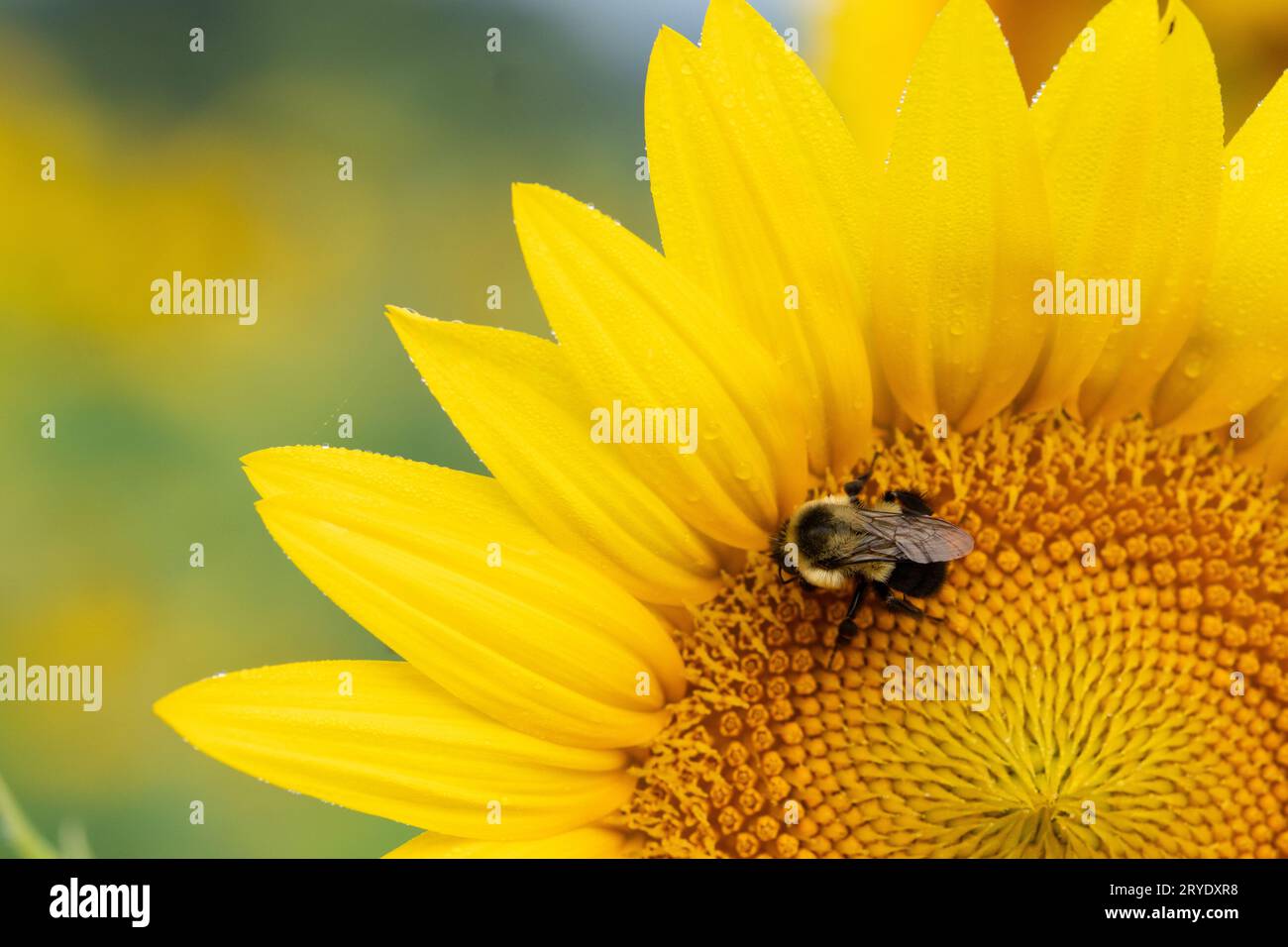 Macro image of a bee landing on the center of a sunflower in summer; yellow Stock Photo