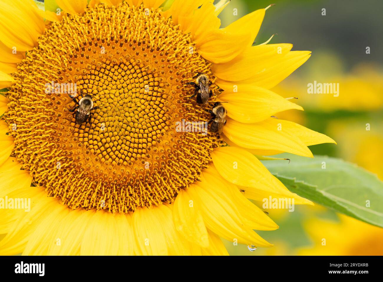 Three bees pollinate the face of a bright yellow sunflower in summer; macro image Stock Photo