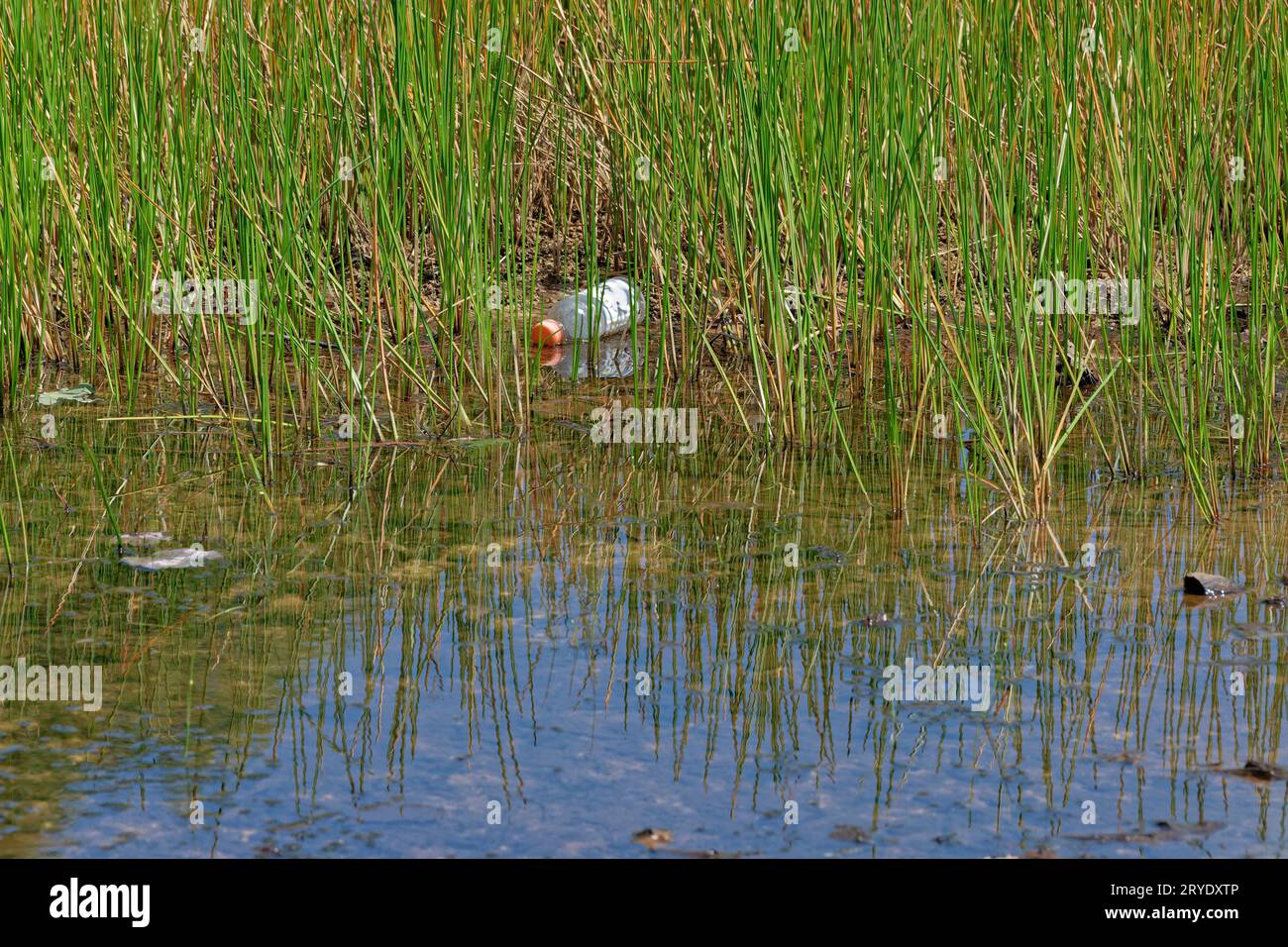 A floating plastic water bottle in between the tall grasses in the lake with the cap still on polluting the environment closeup view on a sunny day in Stock Photo