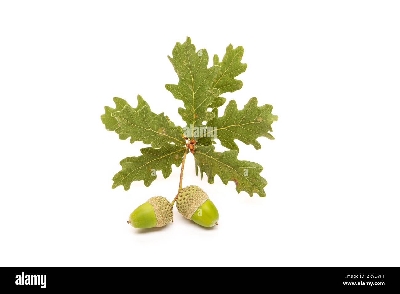 Two acorns with leaves isolated on white background Stock Photo