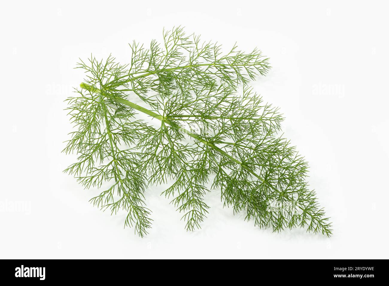 Fennel fresh herb isolated on white background Stock Photo Alamy