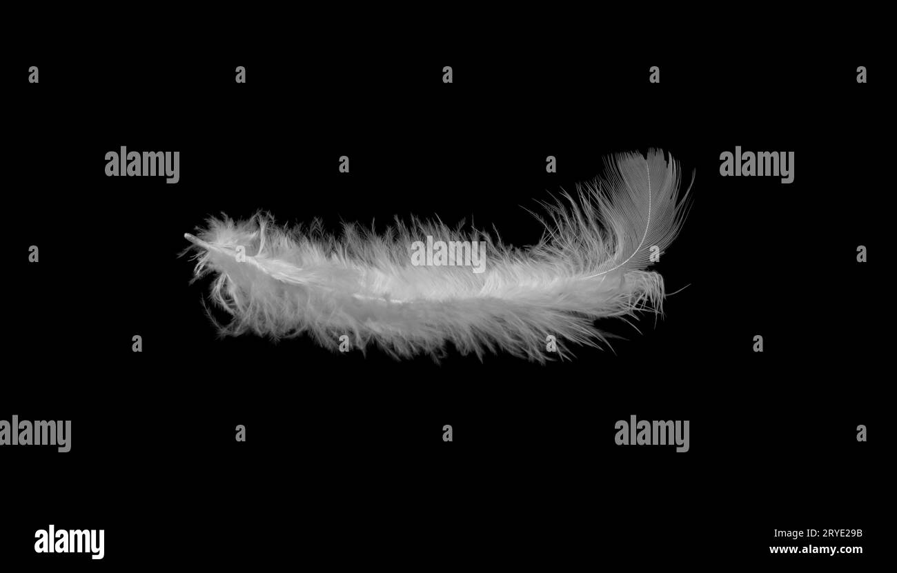 Black feather detail hi-res stock photography and images - Alamy