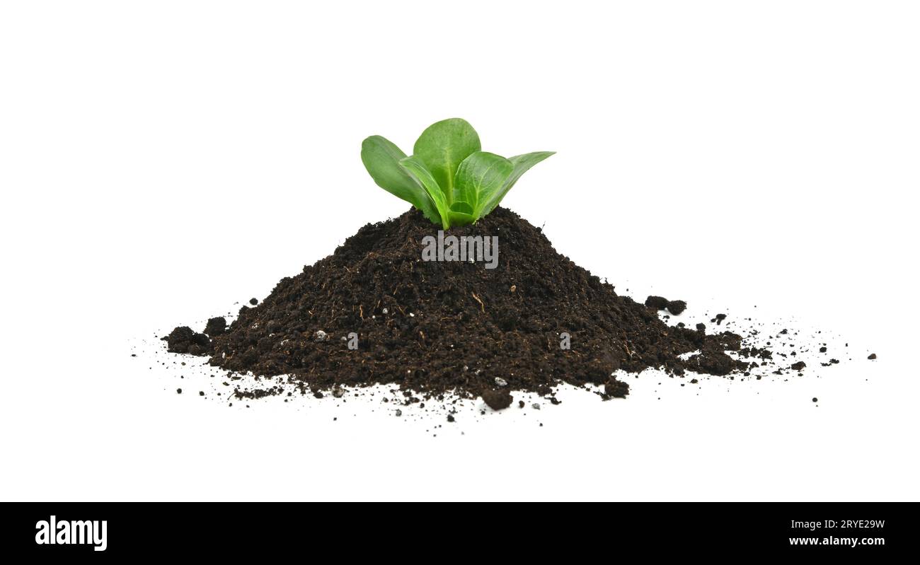 Humus soil hi res stock photography and images Alamy Humus soil hi res stock photography and images Alamy