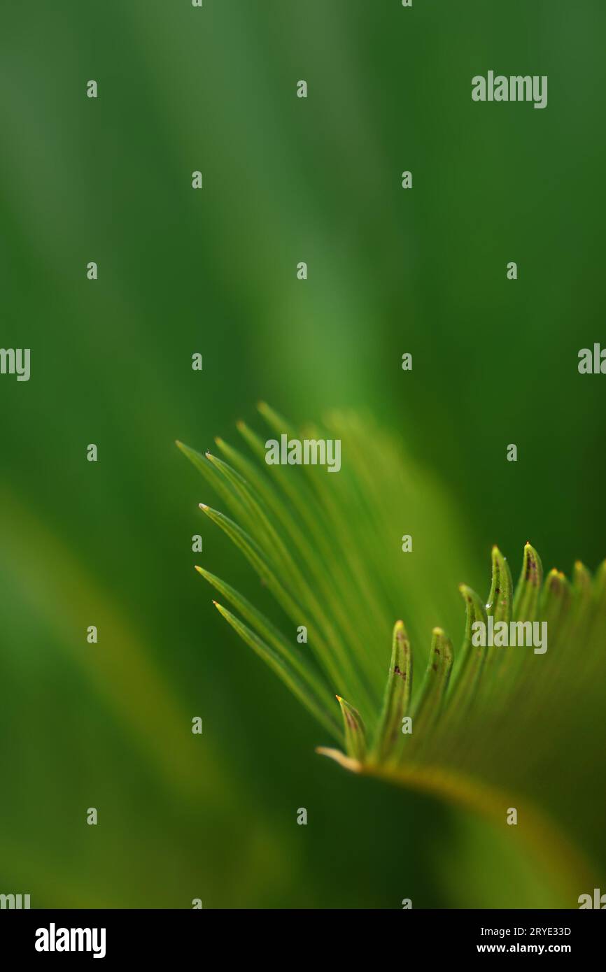 Close up evergreen Cycas plant leaves Stock Photo