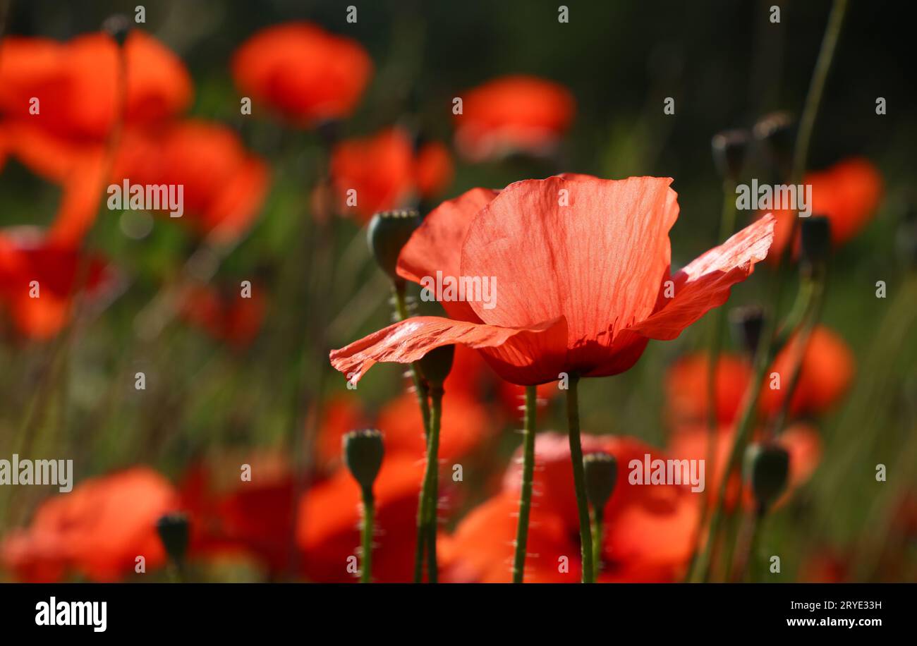 Poppy field low angle hi-res stock photography and images - Alamy