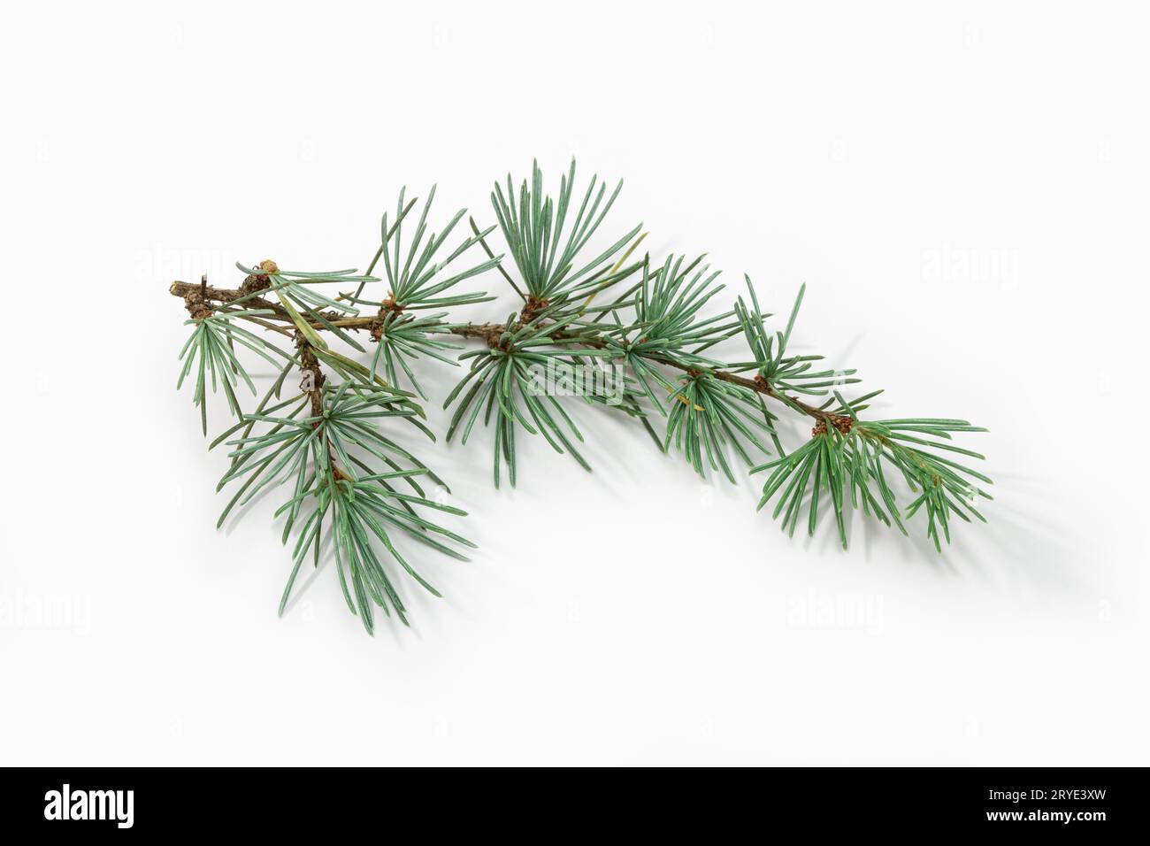 Blue spruce branch isolated on white background Stock Photo