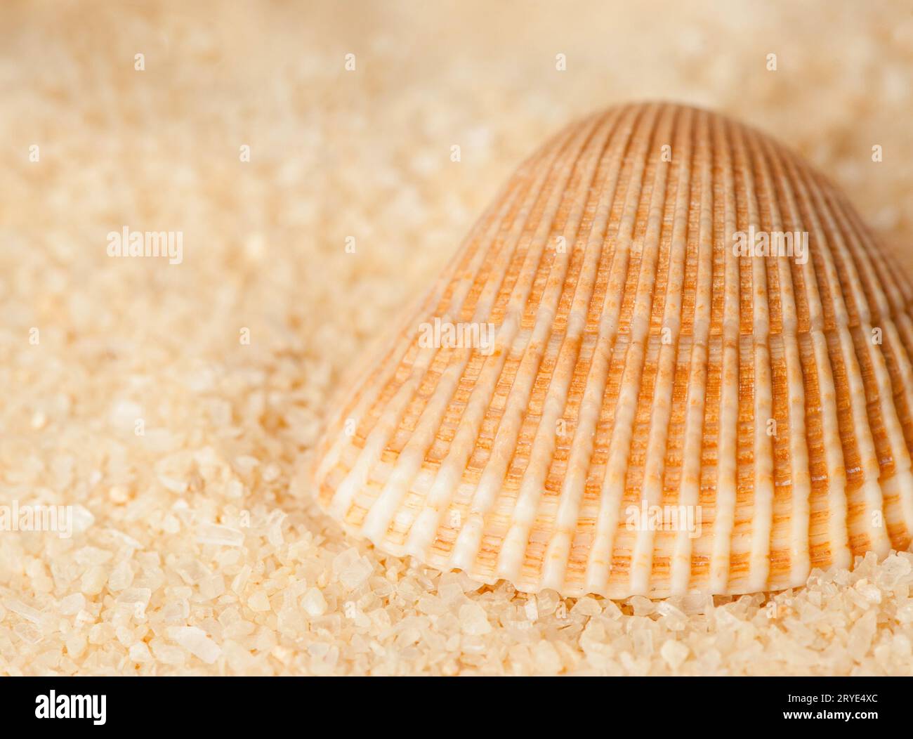 Seashell on the sand Stock Photo