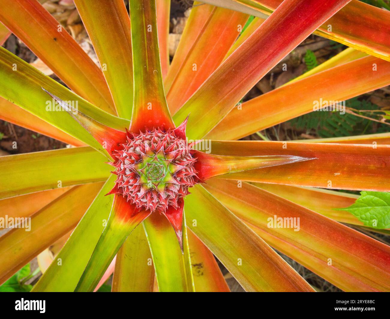 Top down view of green and red growing pineapple bromeliad in Hawaii botanical garden. Stock Photo