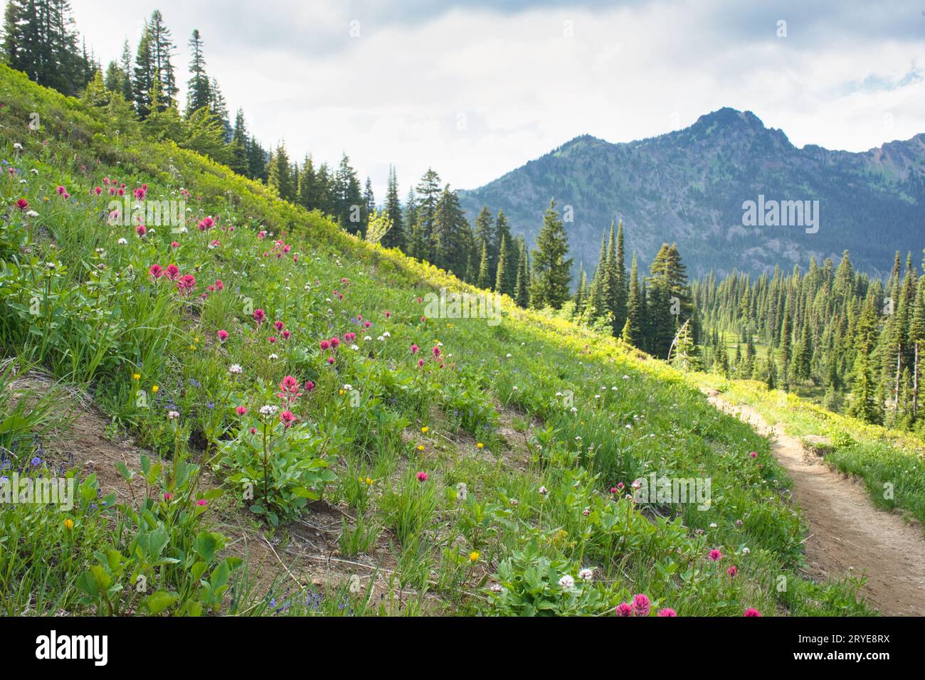 Hiking trail in Washington state at Mount Rainier National Park with mountains, evergreens, and colorful wildflowers. Stock Photo