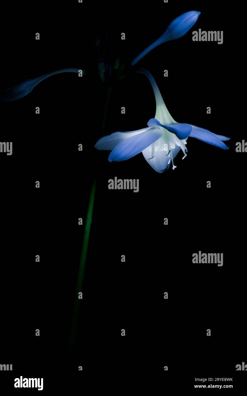 Flower on a dark background Stock Photo