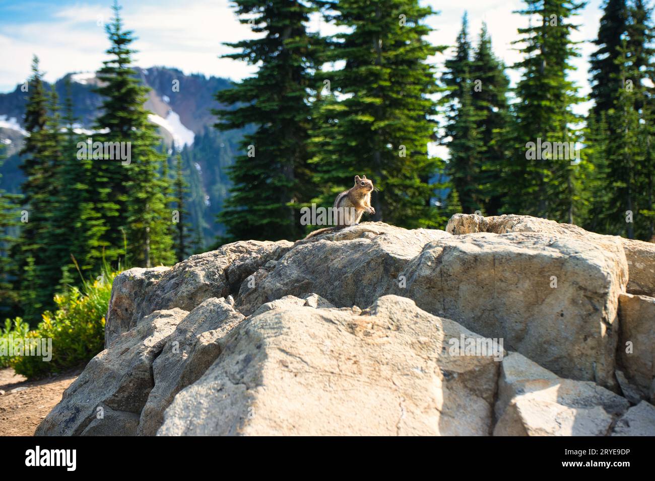 A chipmunk sits on rocks in the summer in front of evergreens and mountain landscape on hiking trail at Mount Rainier National Park in Washington. Stock Photo