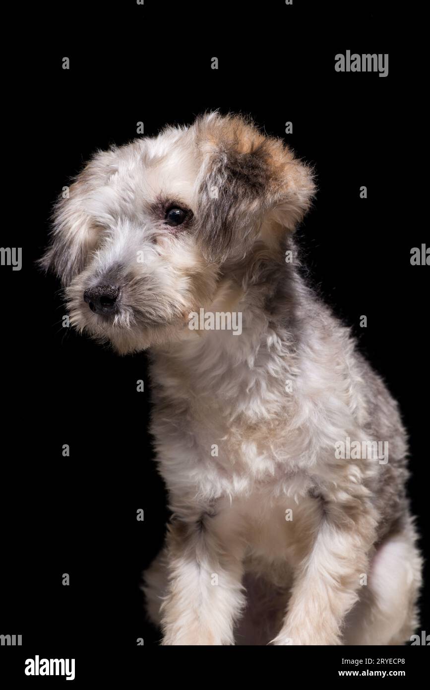 Dog on black background Stock Photo