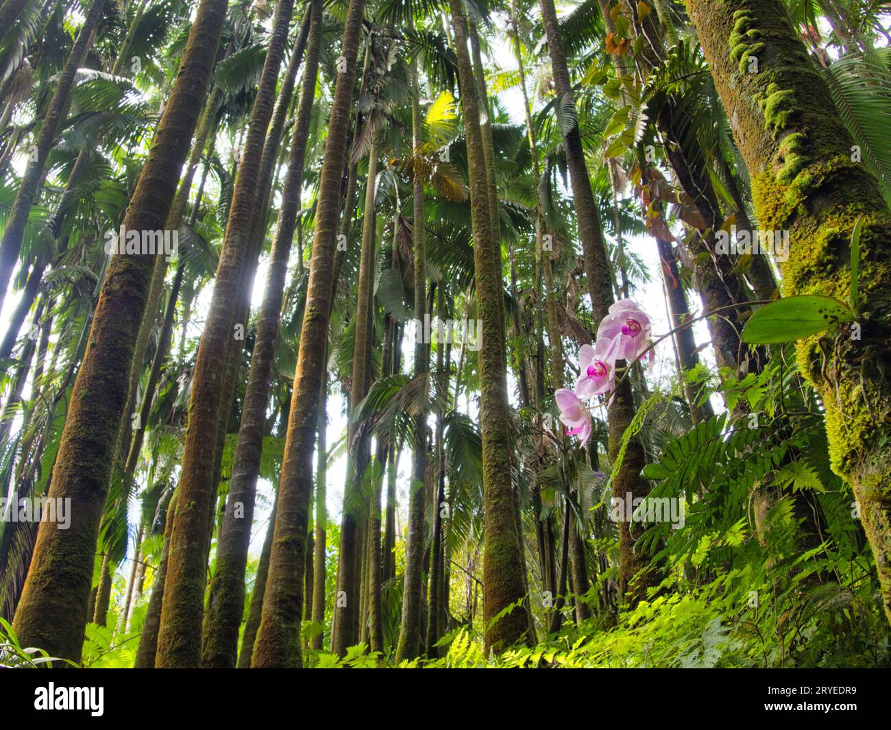 Palm tree forest with phalaenopsis orchid in Hilo, Hawaii botanical garden. Stock Photo