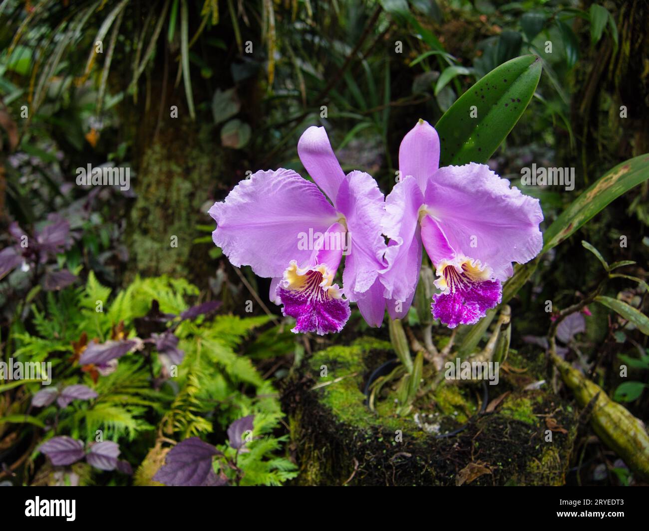 Pair of purple Easter orchid flowers at botanical garden in Hilo, Hawaii. Stock Photo