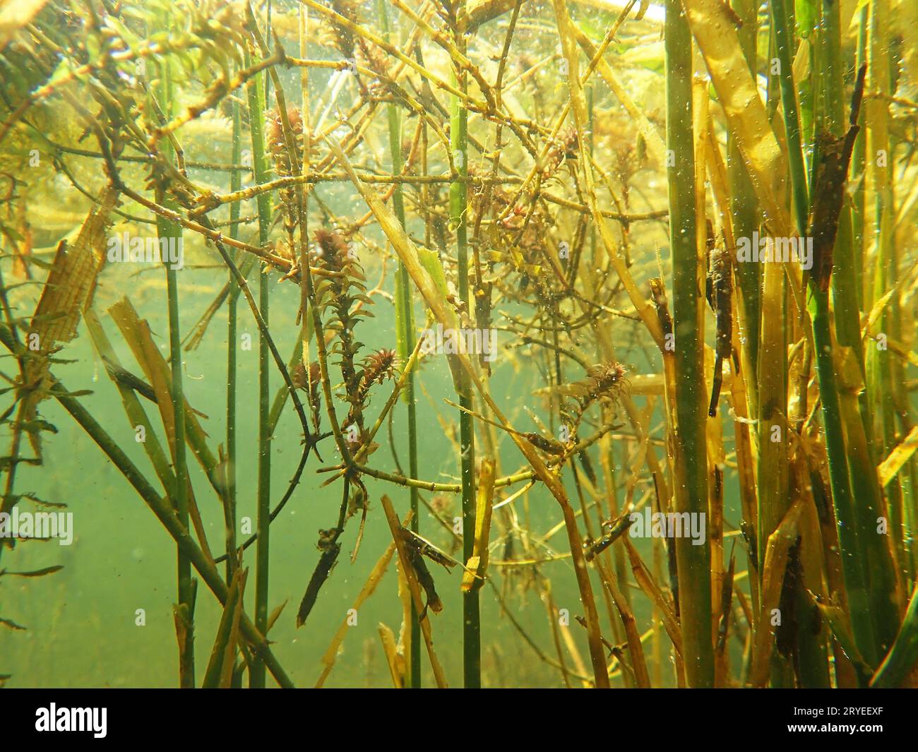 Underwater freshwater pond plants hi-res stock photography and images -  Alamy, image size:1300x1065