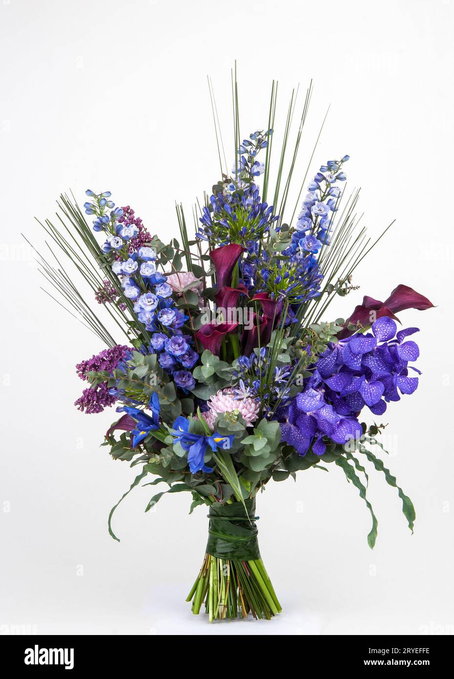 Celebration of plant diversity hi-res stock photography and images - Alamy