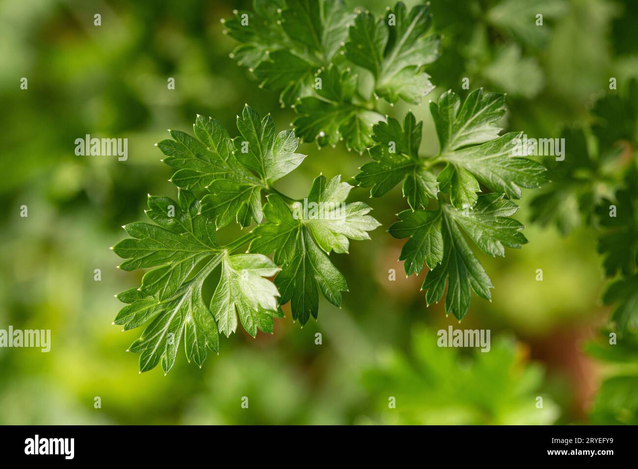 Parsley plant on outdoor Stock Photo