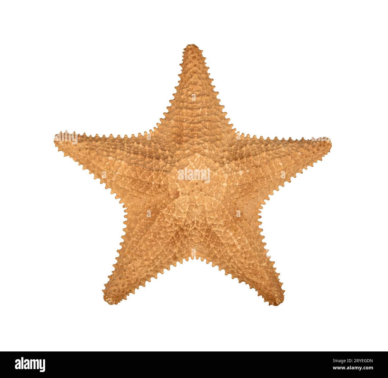 Dried sea starfish isolated on white Stock Photo
