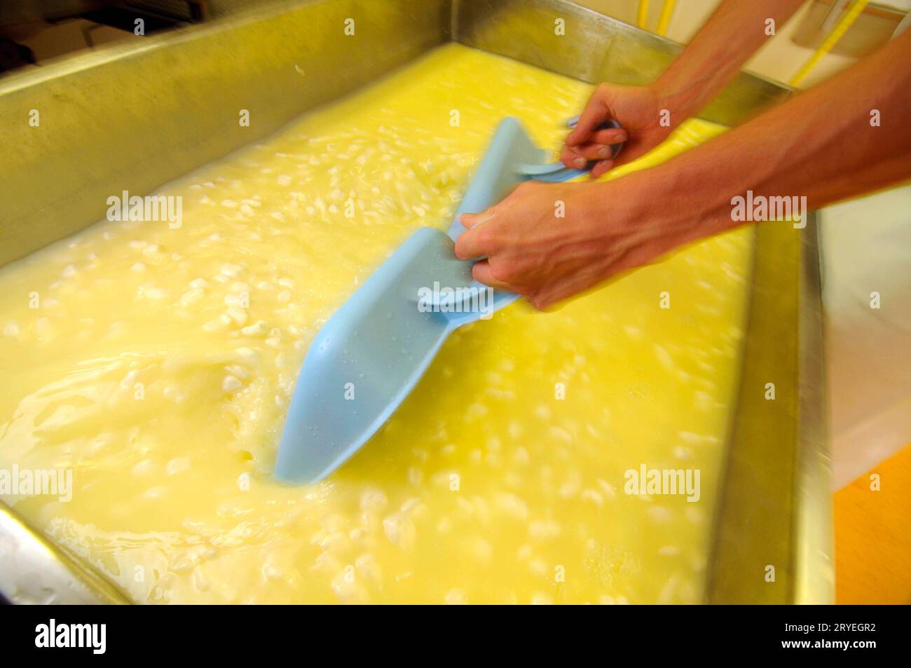 Milk coagulation by cheese maker Stock Photo