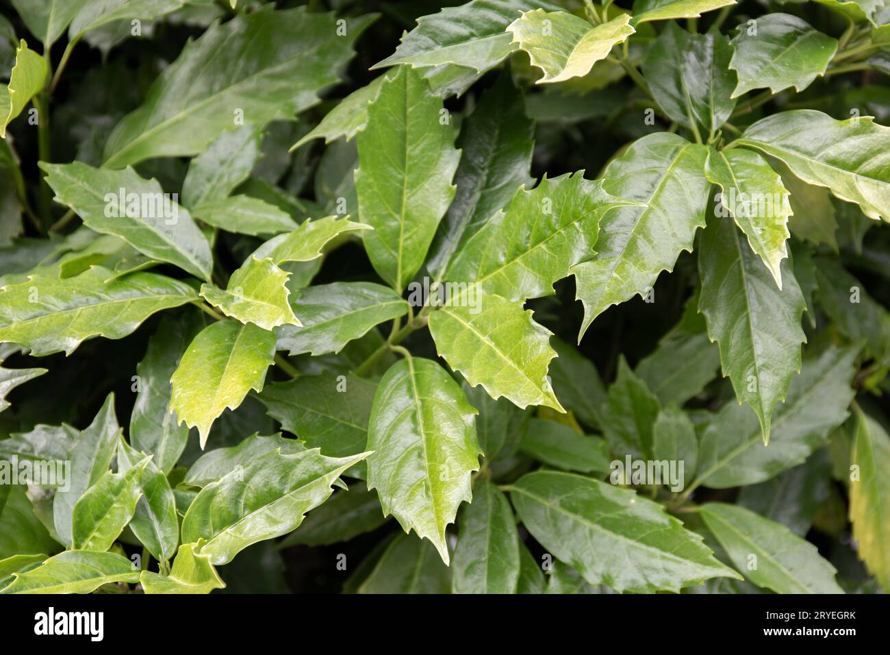 Green leaves pattern background Stock Photo