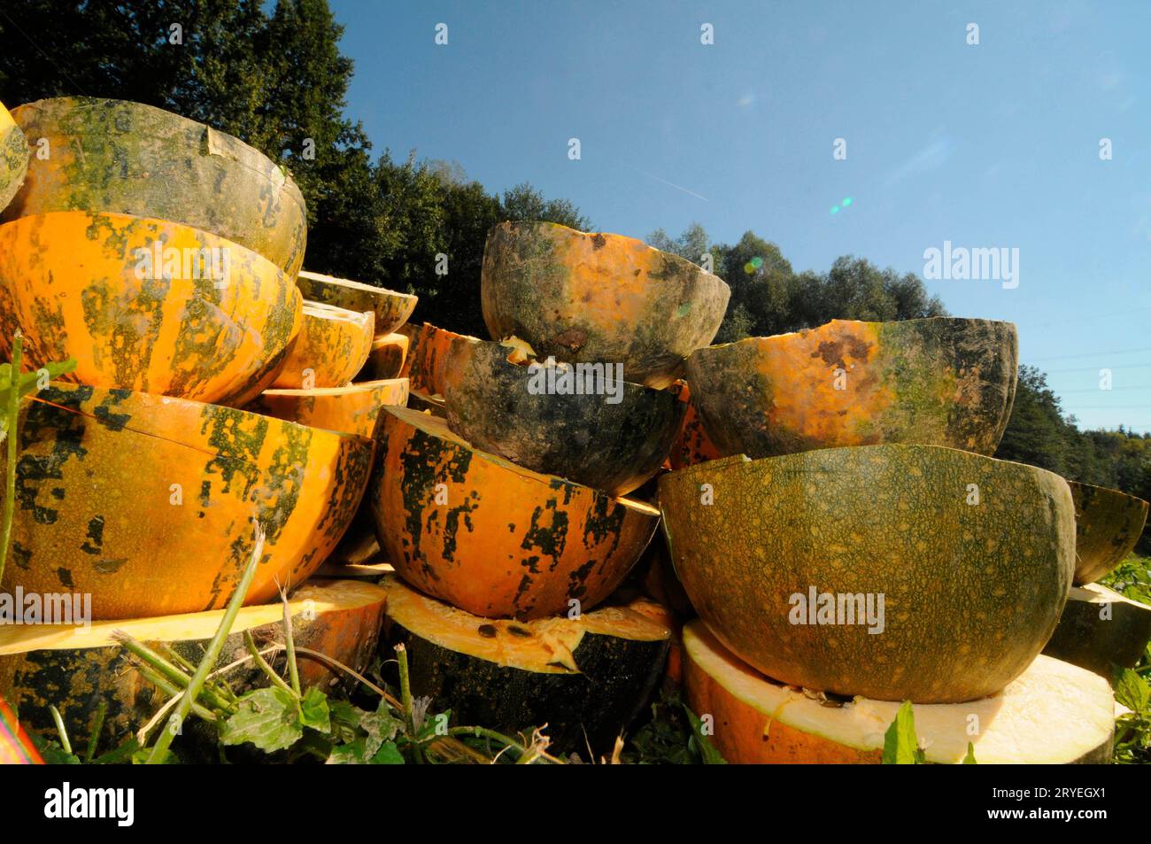 Pumpkin harvest on pumpkin field Stock Photo - Alamy