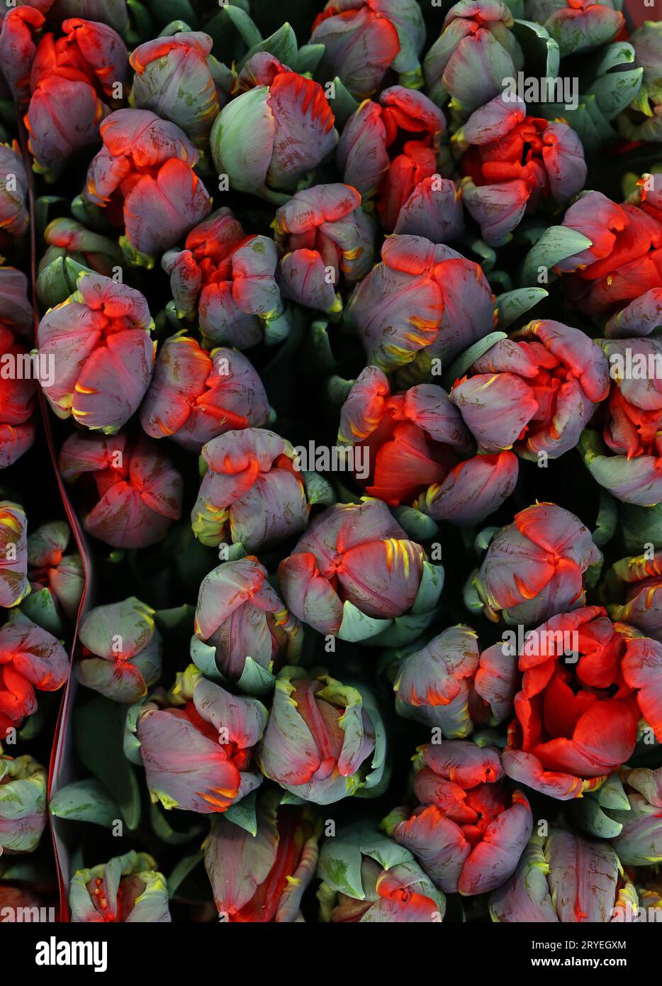 Red pink fresh tulip flowers background Stock Photo - Alamy