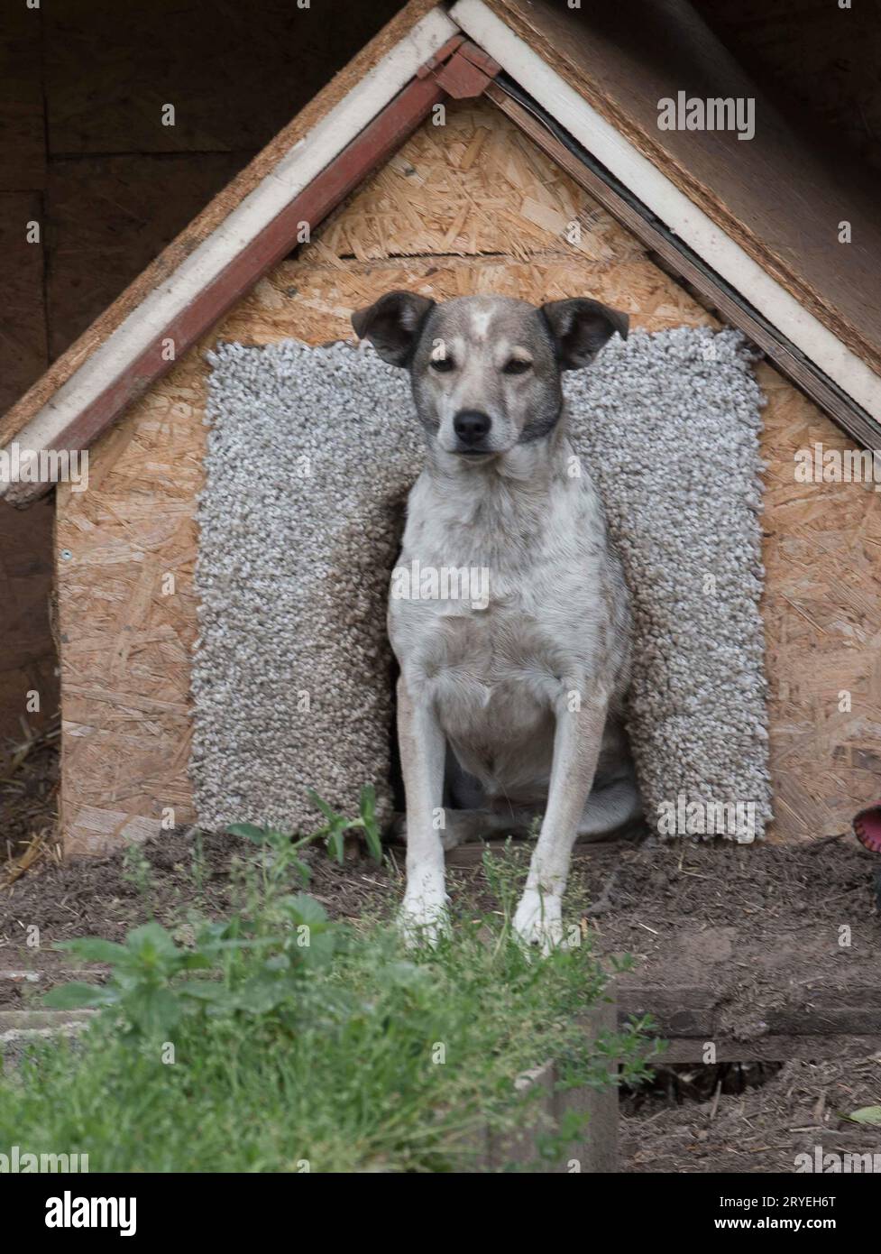 Dog in its dog house Stock Photo