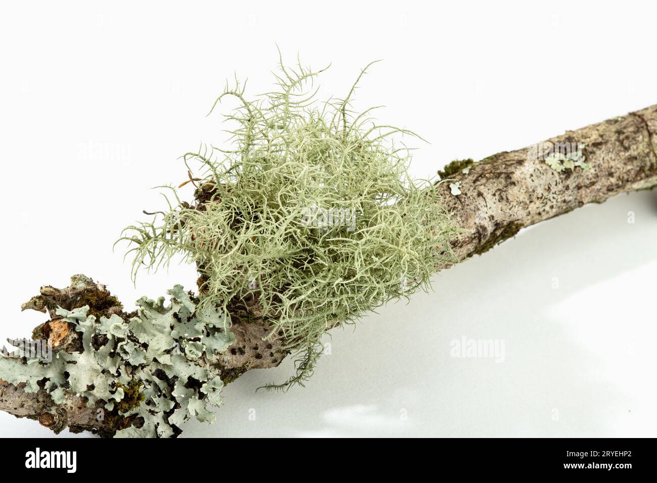 Lichen on tree branch isolated on white background Stock Photo