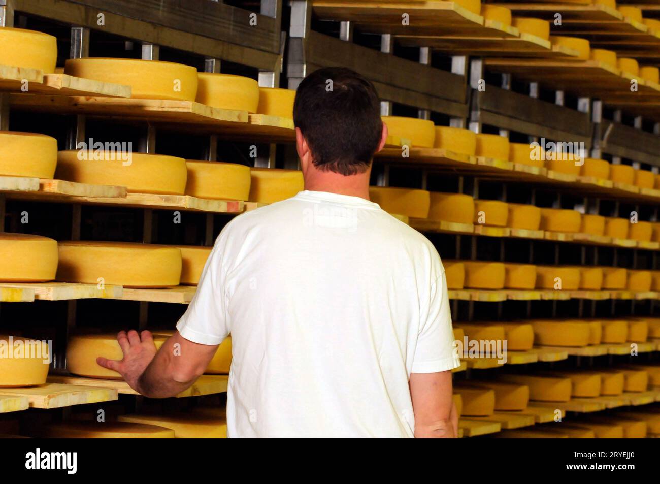 Cheese maker in industrial food production Stock Photo Alamy