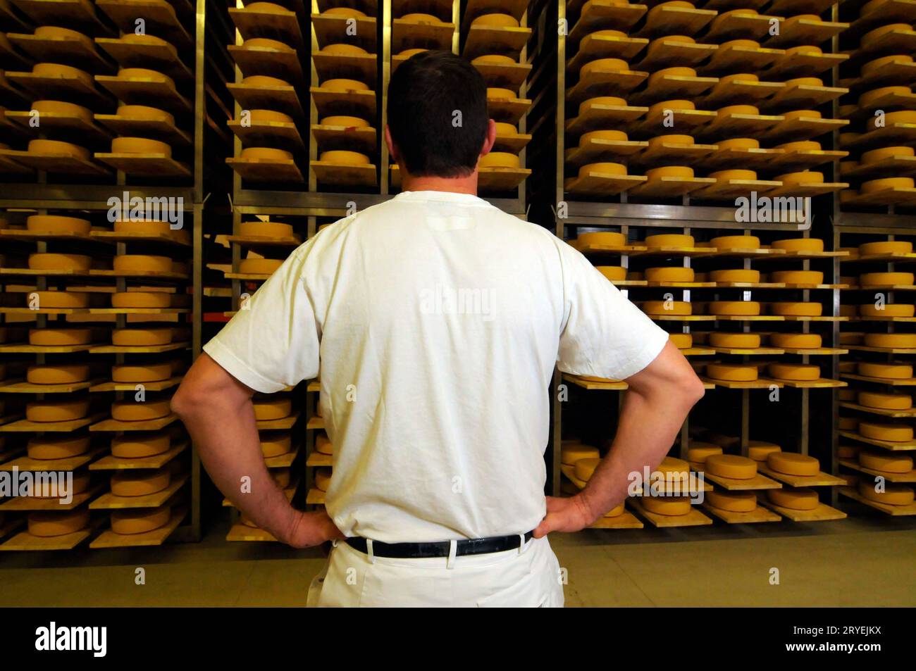 Cheese maker in industrial food production Stock Photo Alamy