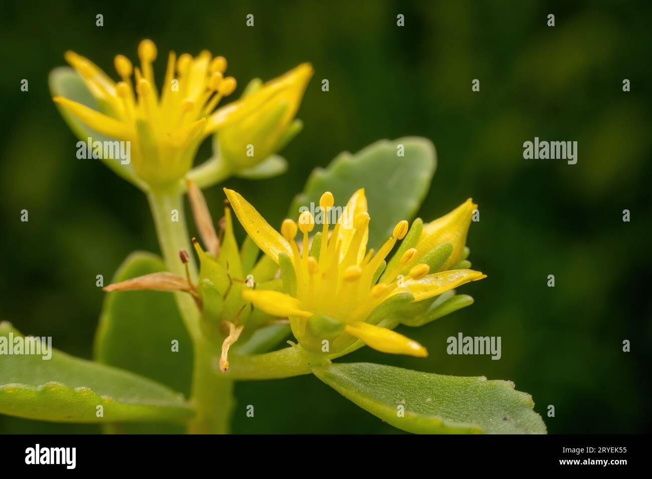 Flower of medicinal plant Sedum aizoon, North China Stock Photo