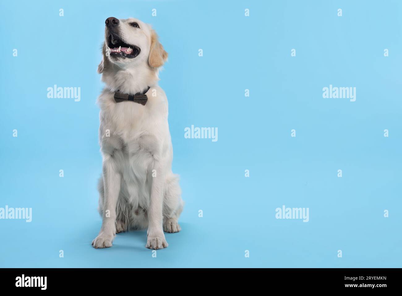 Cute Labrador Retriever with stylish bow tie on light blue background ...