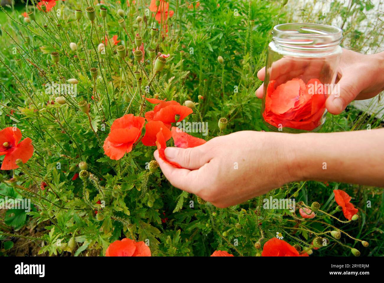 Red Poppy – Anna Mason Art