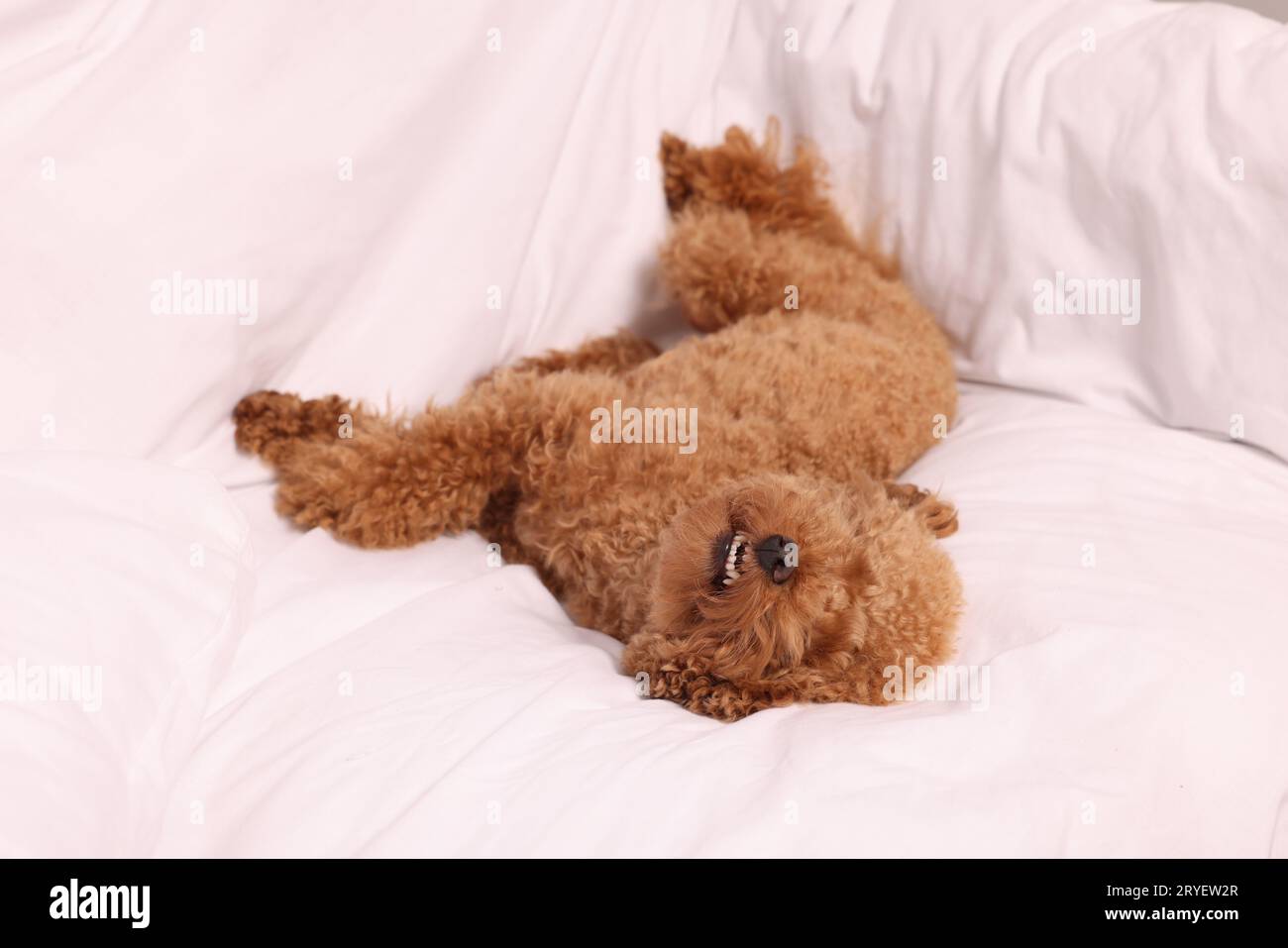 Cute Maltipoo dog resting on soft bed Stock Photo Alamy