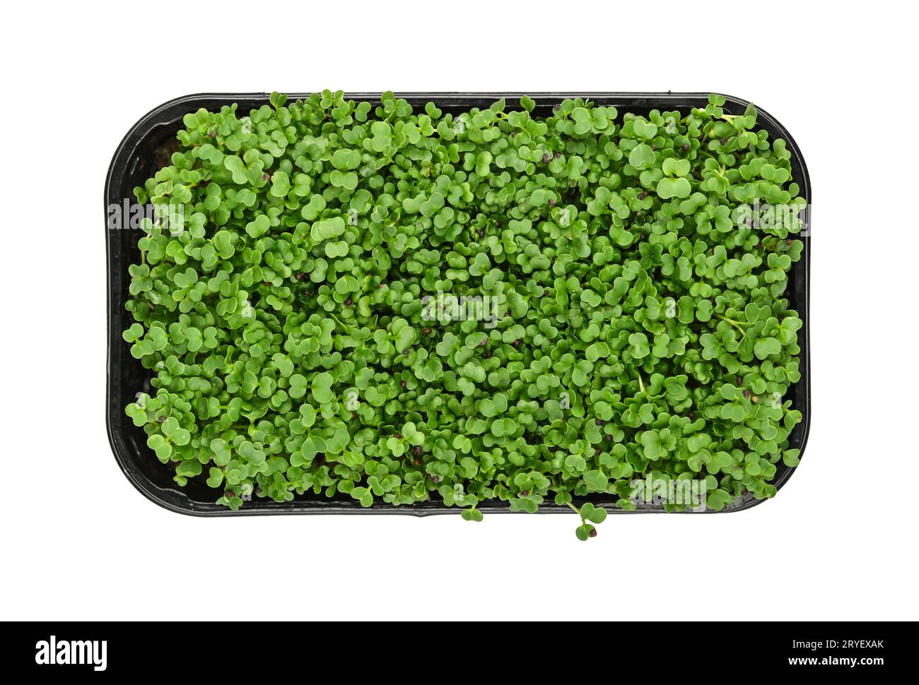 Green arugula microgreen in black tray on white Stock Photo