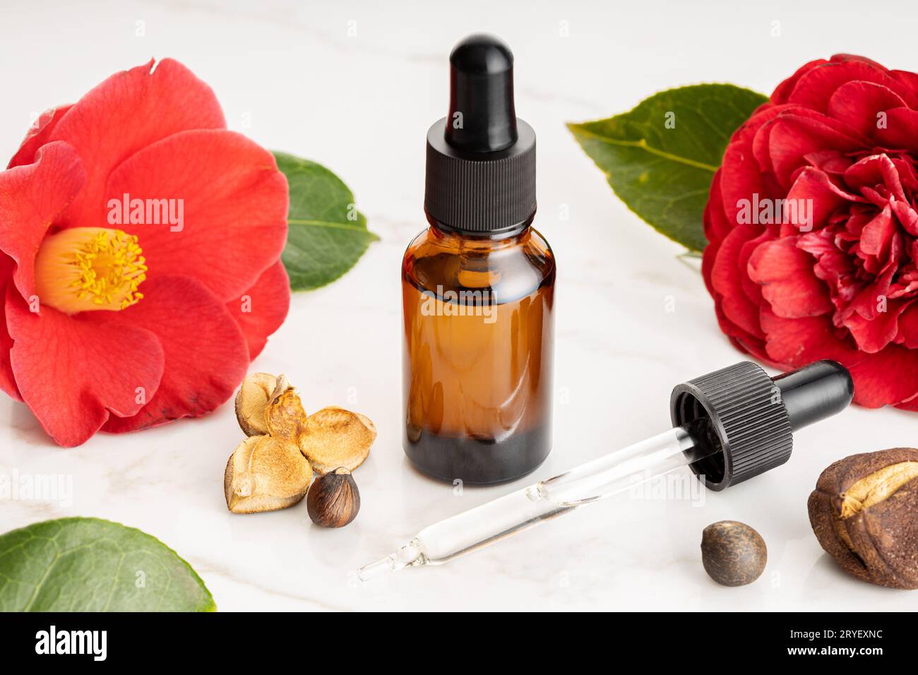 Camellia essential oil. Camellia flower, seeds and oil glass bottle for beauty, skin care, wellness Stock Photo