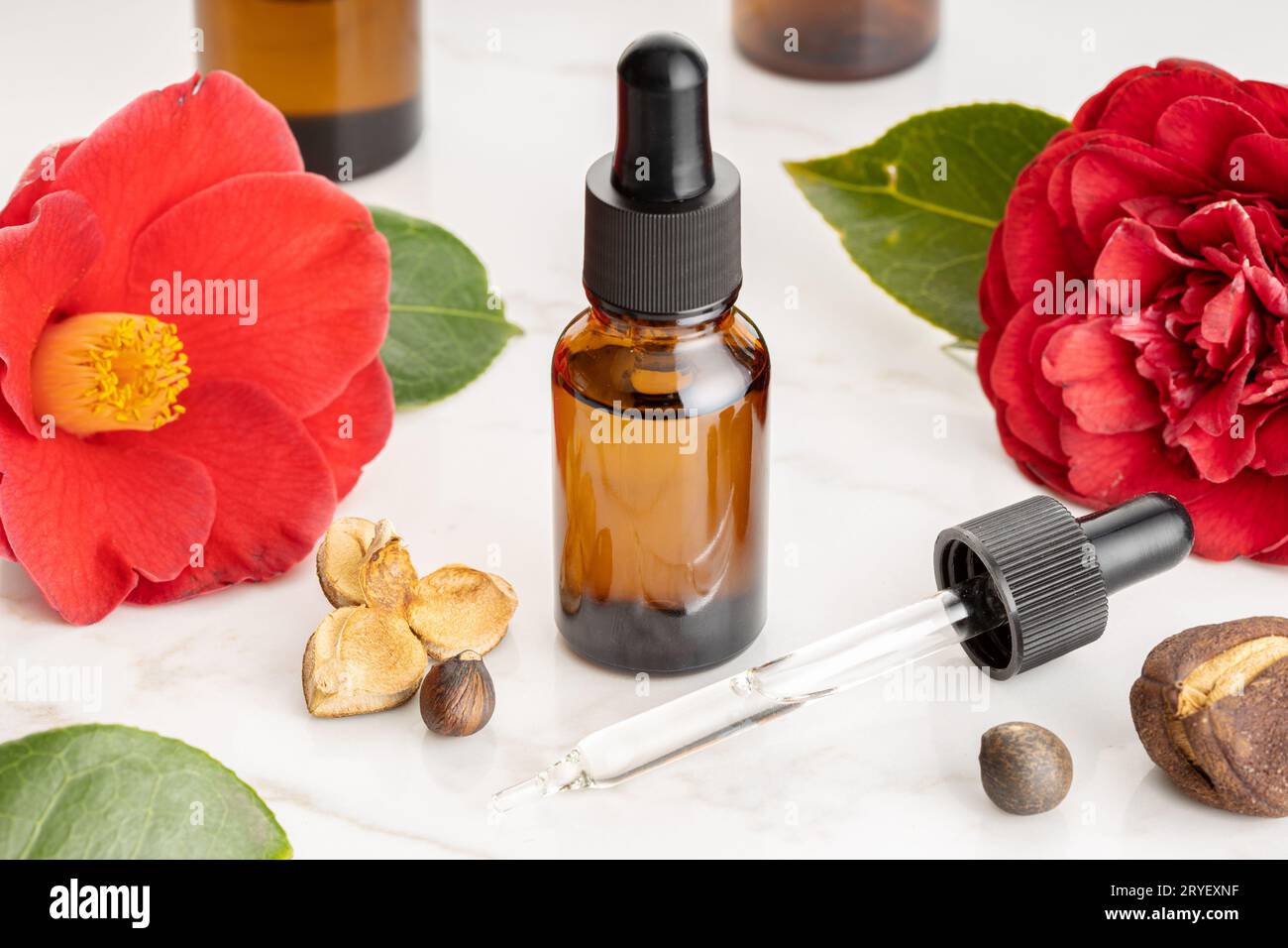 Camellia essential oil. Camellia flower, seeds and oil glass bottle for beauty, skin care, wellness Stock Photo