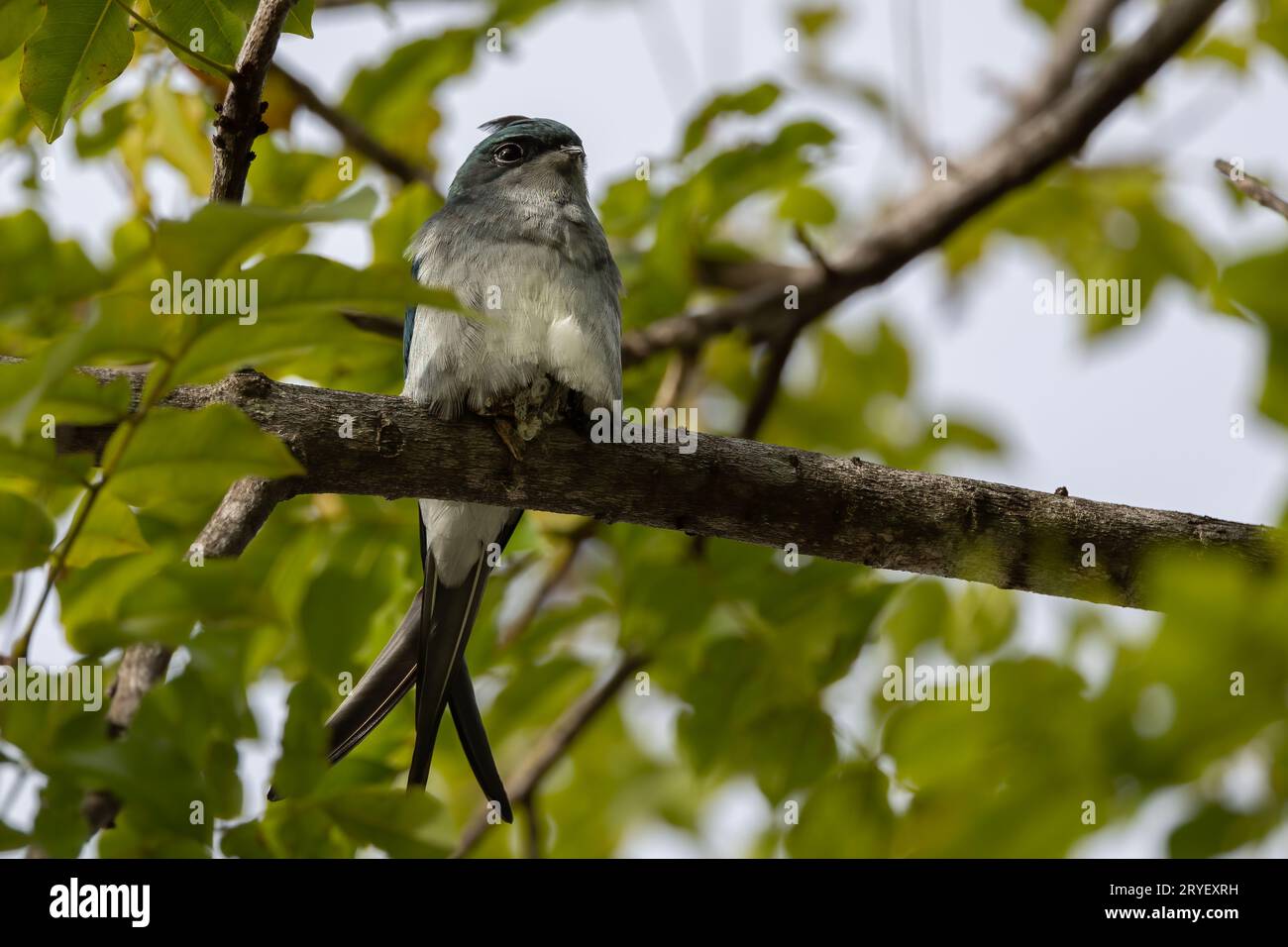 Nature wildlife image of Grey-rumped Treeswift perching on tree branch ...
