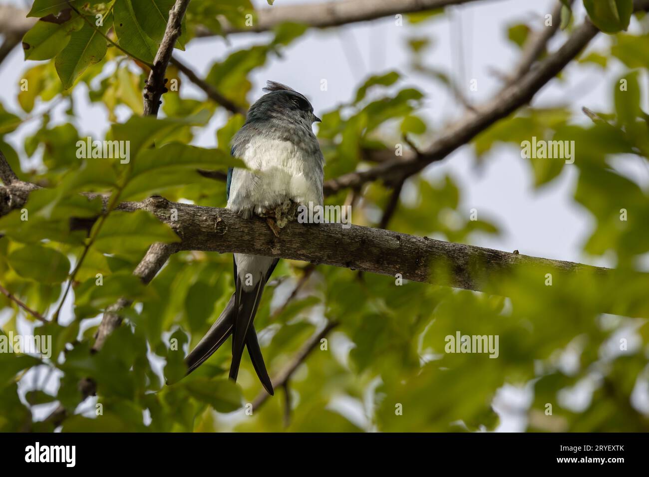 Nature wildlife image of Grey-rumped Treeswift perching on tree branch ...