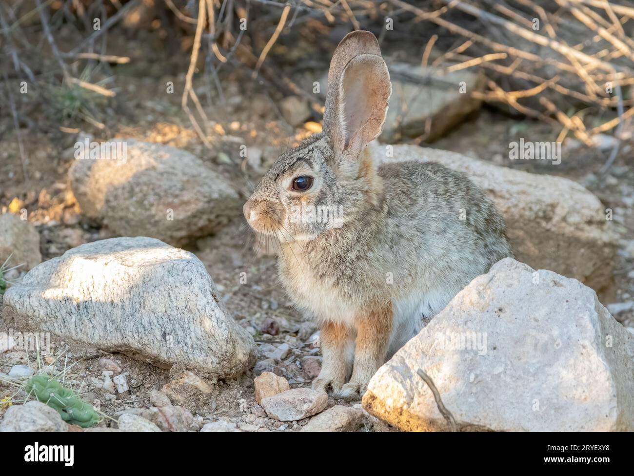 Desert cottontail rabbit hiding in the rocky landscape Stock Photo - Alamy