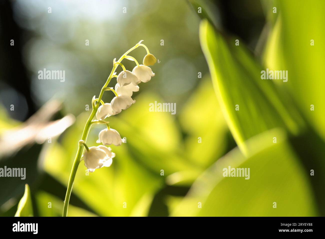 Lily of the valley leaf hi-res stock photography and images - Alamy